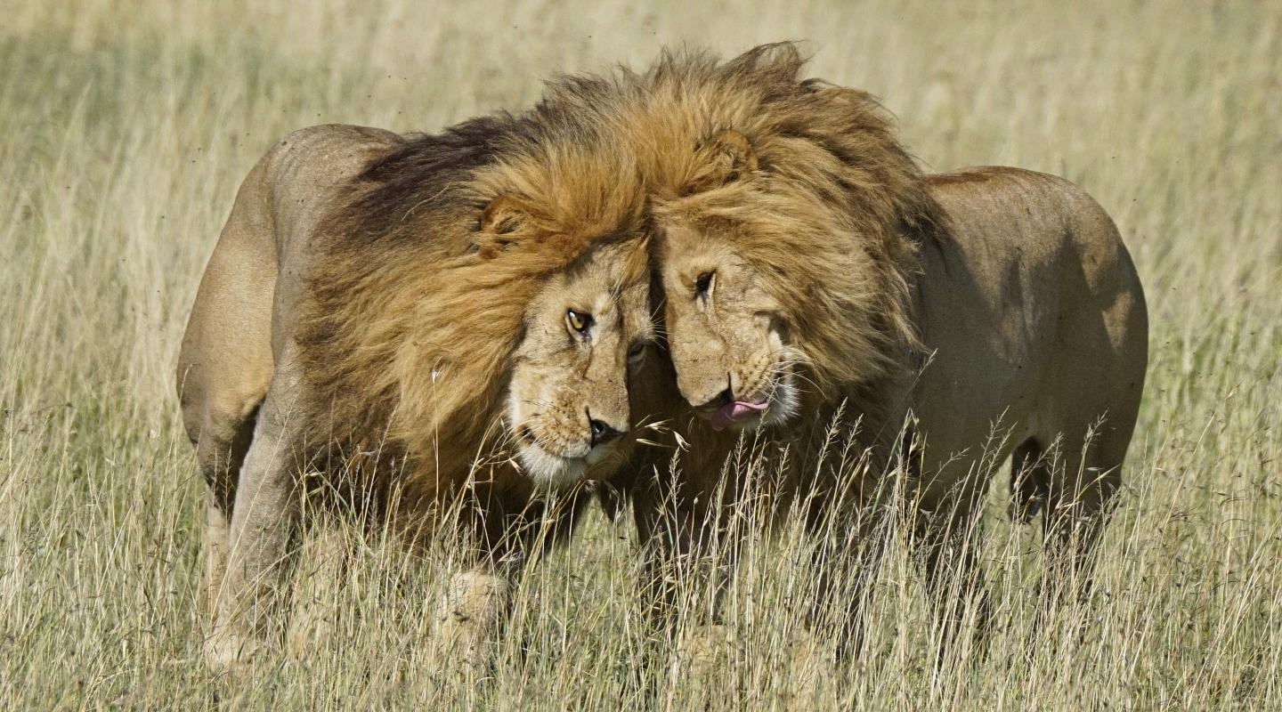 Top 10 Facts About Lions Wwf